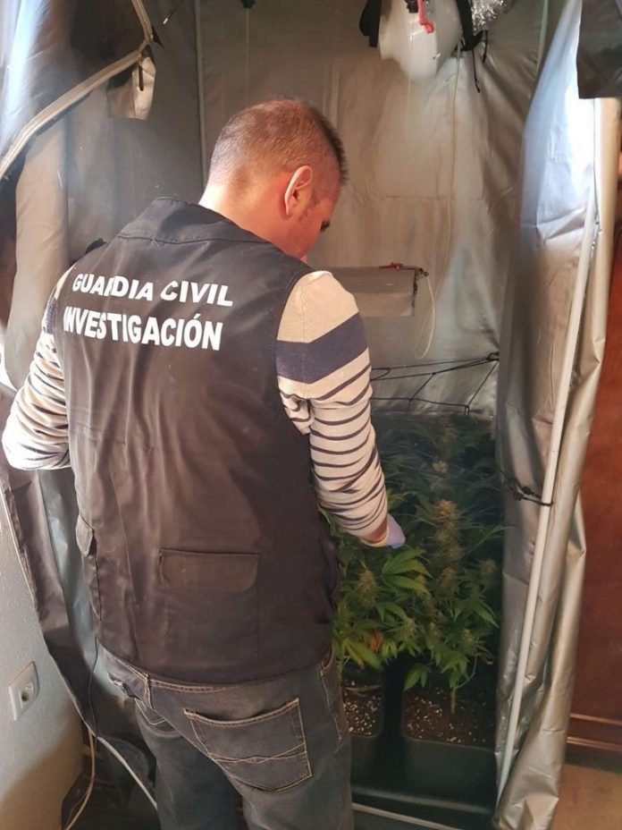 La Guardia Civil Interviene Plantas De Marihuana En El Interior Del