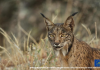 Encuentran un lince atropellado en la carretera que une La Carolina y Úbeda