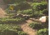 Investigado por tener a cuatro perros famélicos en un corral de Castellar