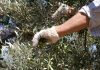 La producción de aceituna de mesa supera en un 4% la previsión del aforo y alcanza las 441.830 toneladas
