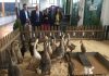Inauguración en La Carolina de la I Feria-Exposición Avícola, pionera en la provincia