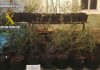 Detenidos en Santisteban del Puerto dos jóvenes que viajaban en un furgón con 57 plantas de cannabis