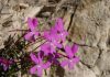 El Jardín Botánico de la Torre del Vinagre ofrece las primeras floraciones de la viola cazorlensis, una especie protegida