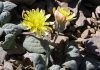 El Parque Natural de Sierra Mágina exhibe en julio la Jurinea fontqueri y la Crepis granatensis, dos joyas botánicas