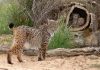 Actividades en los espacios naturales-ruta lince en el Parque de Andújar