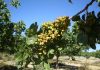 Andalucía cuenta ya con casi 2.500 hectáreas dedicadas al cultivo de pistacho, un 31% más que en la campaña anterior*_