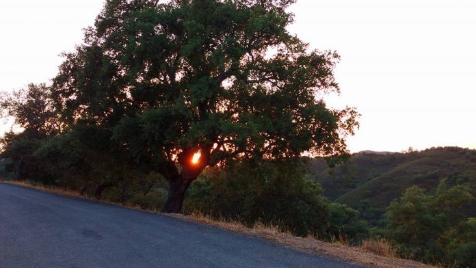 Árbol amaneciendo