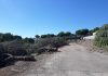 Trabajos preventivos en los montes de Sierra Morena para favorecer la regeneración de especies autóctonas