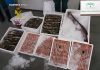 La Guardia Civil ha intervenido 164 kilogramos de pescado no apto para el consumo