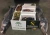 La Guardia Civil ha intervenido en El Guadiel 111 kilos de Pescado y Marisco no apto para el Consumo