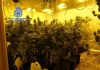 Dos detenidos por una plantación de marihuana en Linares-Baeza