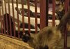 Denuncia de posible envenenamiento a gatos