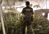 La Guardia Civil de Mengíbar detiene a una persona como presunto propietario de una plantación de marihuana