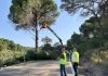 Trabajos de poda para mejorar la seguridad vial en la carretera de subida al Cerro