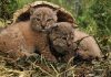 Andalucía cuenta con 9 cachorros más de lince ibérico nacidos en el centro de La Olivilla de Santa Elena