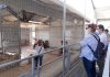 Jornadas Europeas de Arqueología en Cástulo