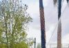 Los bomberos sofocaron el incendio de 3 palmeras en Mengíbar