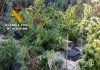 La Guardia Civil ha desarticulado cuatro plantaciones de marihuana