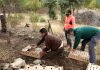 Suelta de perdices en el Parque Natural de Despeñaperros