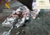 La Guardia Civil ha intervenido 32 kilogramos de pescado no apto para el Consumo