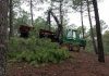El Plan de Gestión de Sierra Morena impulsa el empleo verde y la riqueza en el medio rural