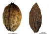 Investigaciones de la UJA indican cómo era el paisaje y la explotación de recursos agrícolas en Cástulo