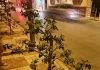 Denuncian el destrozo de un árbol recién plantado en la calle Sevilla