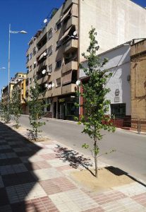Denuncian el destrozo de un árbol recién plantado en la calle Sevilla -  OndaBailen