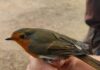Anillamiento de aves en Burguillos