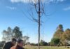 Plantados 30 árboles en el área recreativa del monte Burguillos