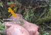 La Guardia Civil investiga a dos personas como presuntas autoras de los delitos de robo y maltrato animal en Vilches