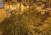 La Policía Nacional detiene en Linares a un hombre, de 38 años, interviene 327 plantas de marihuana