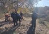 Jornada Micológica en Burguillos