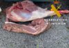 La Guardia Civil interviene carne de caza sin registro