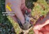 Investigado un vecino de La Carolina por la captura de aves fringílidas con artes prohibidas
