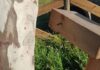 Graves daños realizados en el parque Multiaventura de Burguillos