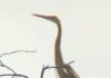 Localizada la especie en extinción de Garza Imperial en la Dehesa Burguillos