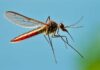 Detectado en Villanueva de la Reina el tercer caso de virus del Nilo en la provincia de Jaén