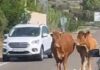 Se escapan seis vacas de una ganadería linarense y provocan un accidente