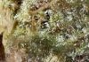 Nueva observación del Lince Ibérico en Burguillos