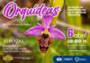 Organizada una jornada de identificación de orquídeas silvestres en Burguillos