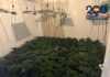 Cuatro detenidos tras desmantelar en Linares-Baeza laboratorios y plantaciones de marihuana junto a un colegio