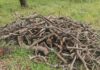 Los bailenenses podrán solicitar de forma gratuita la leña derivada de los trabajos forestales en Burguillos