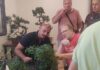 Curso sobre el cultivo del Bonsai