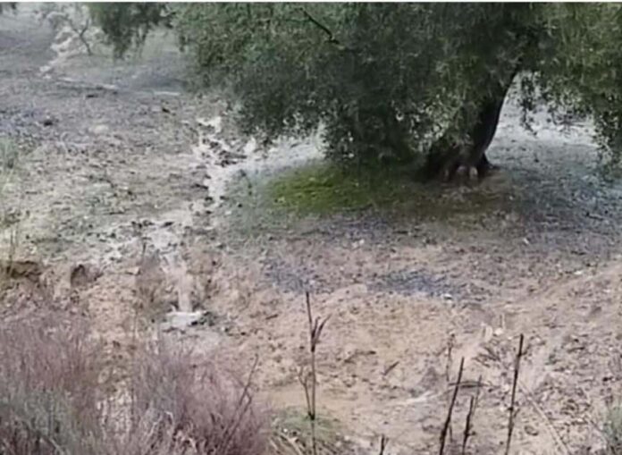 Temporal olivas con aguab