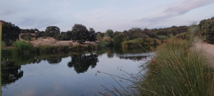 Bailén Burguillos 8