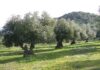 Entramos en la primavera con ligero descenso de temperaturas