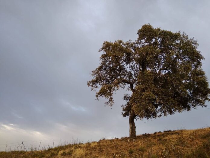 cielos genérica