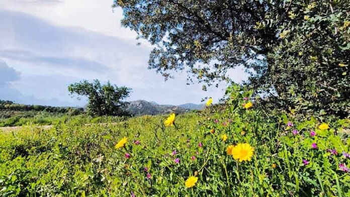 Campo florido abril