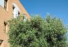 Martes de calor veraniego que se prolongará toda la semana